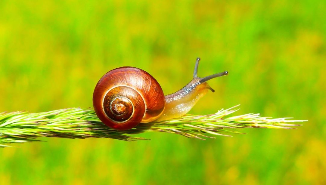 Snail 1