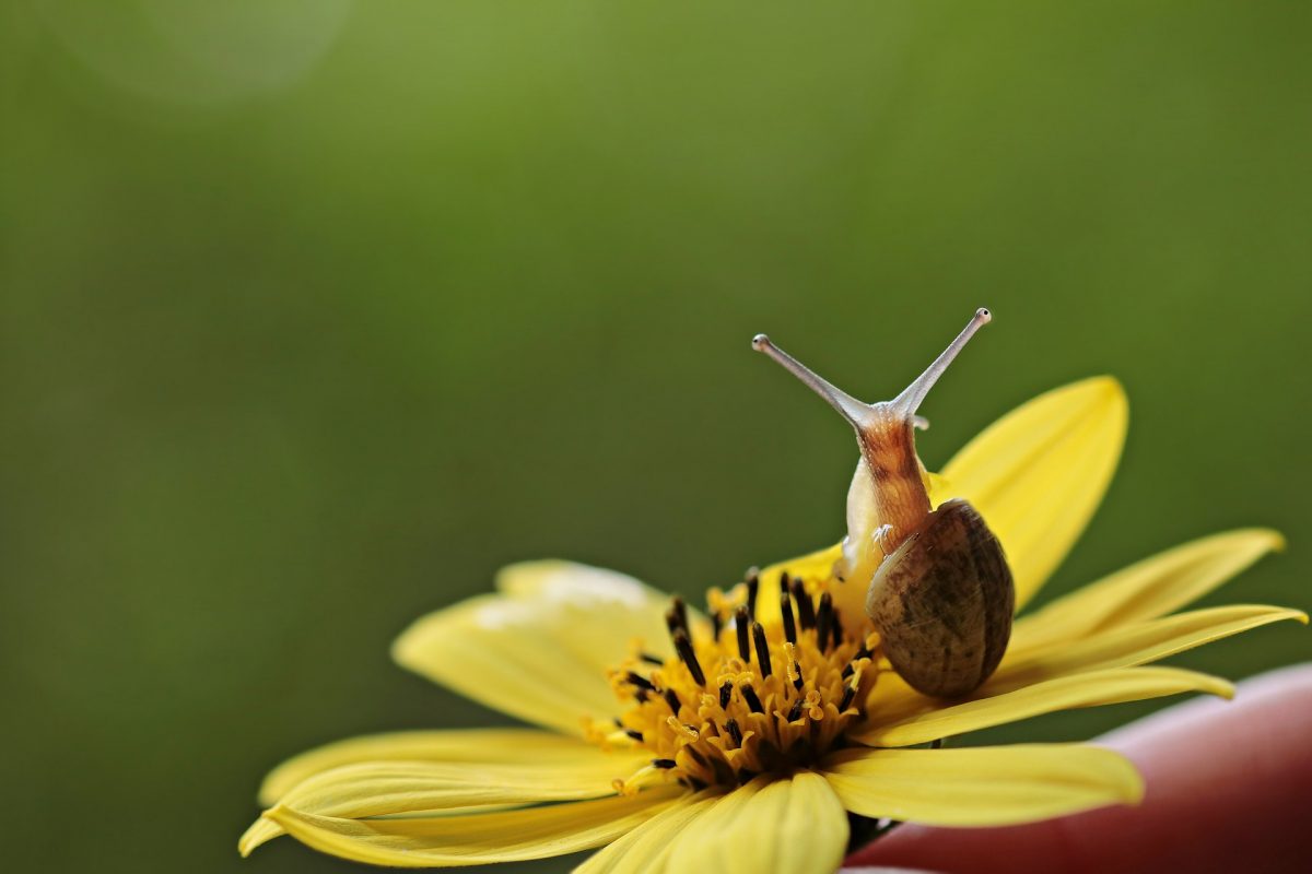 Snail G13ac58a7f 1920